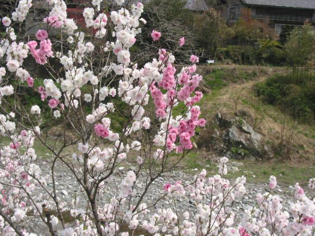 春の花