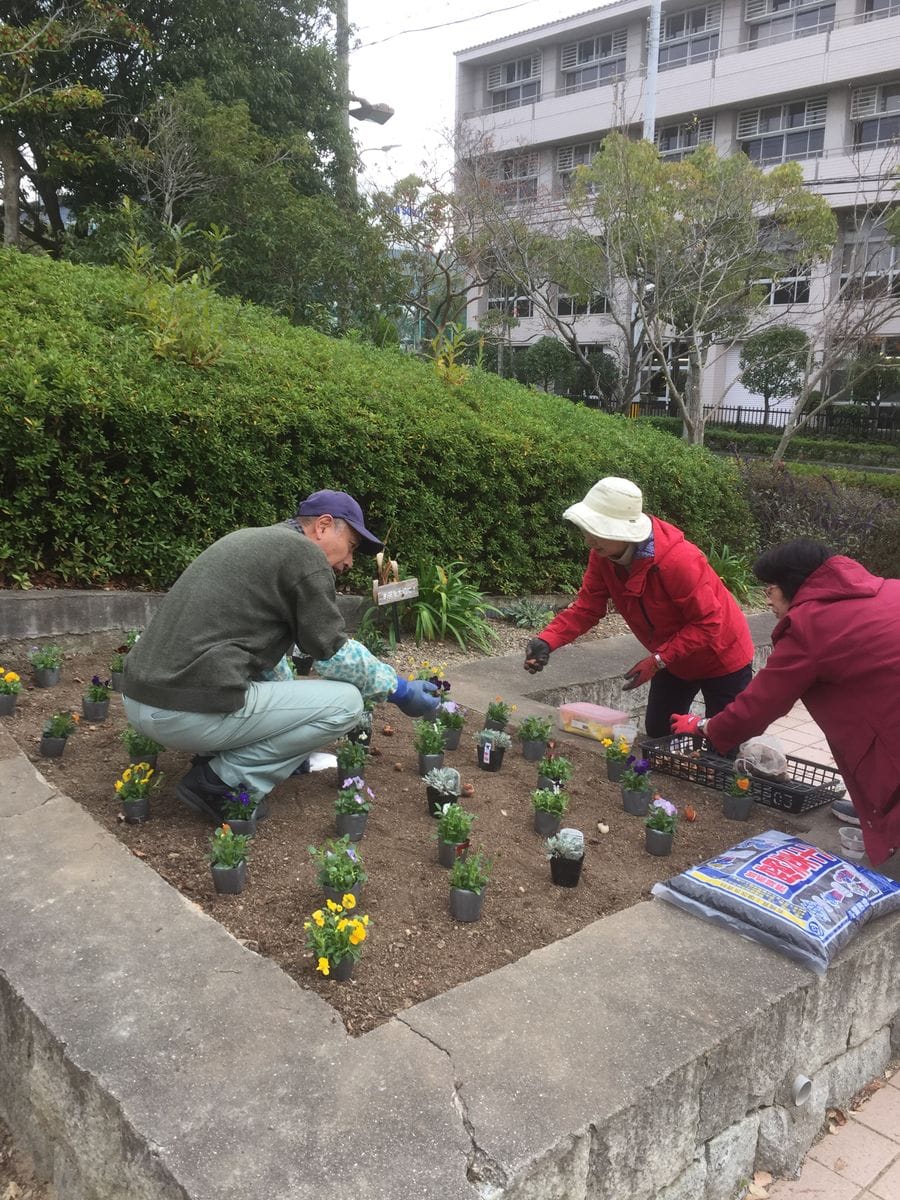 公園花壇の植え付け