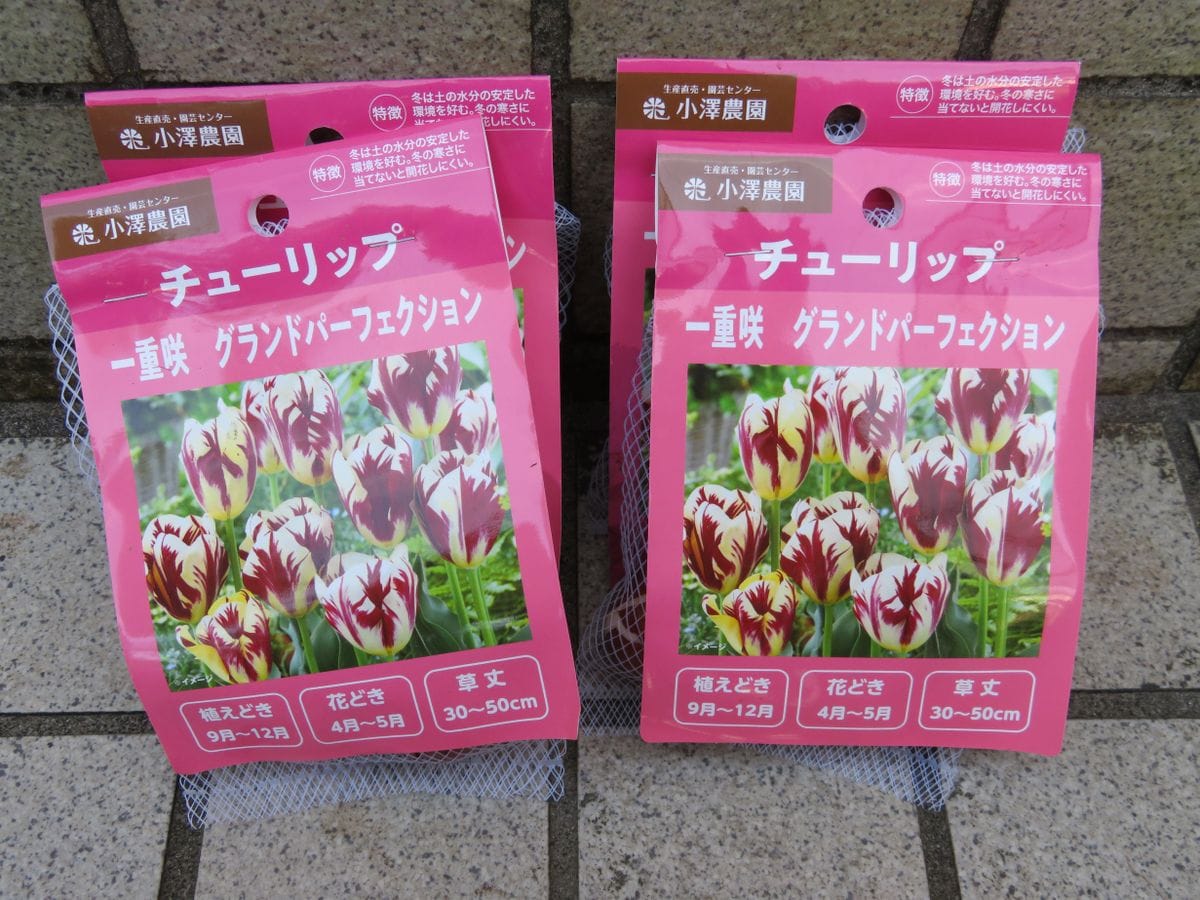 買いものと山茶花