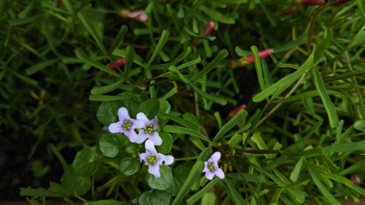 薔薇の植え替え始めました❤️～その２