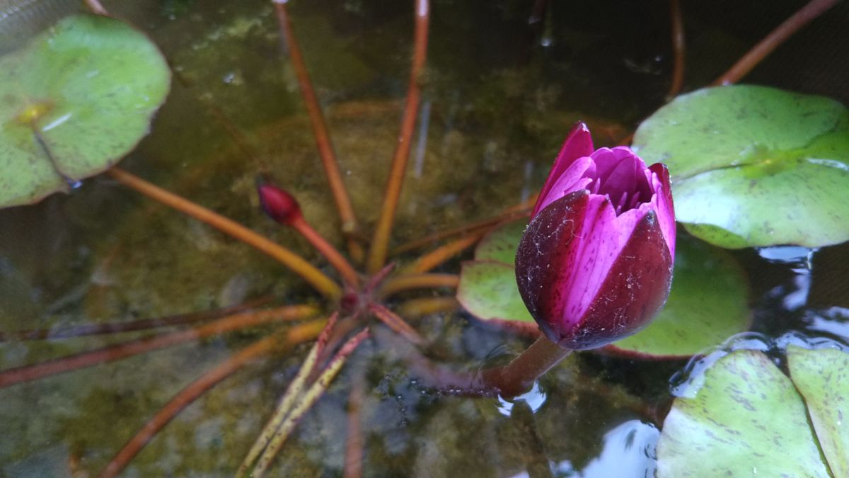 薔薇の植え替え始めました❤️～その２