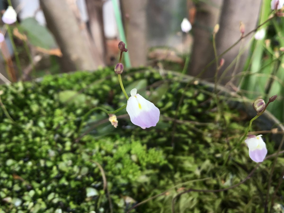 食虫植物    ミミカキグサ