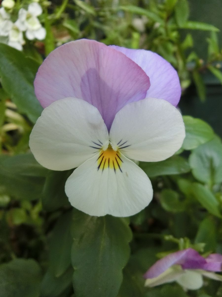 今日の花達