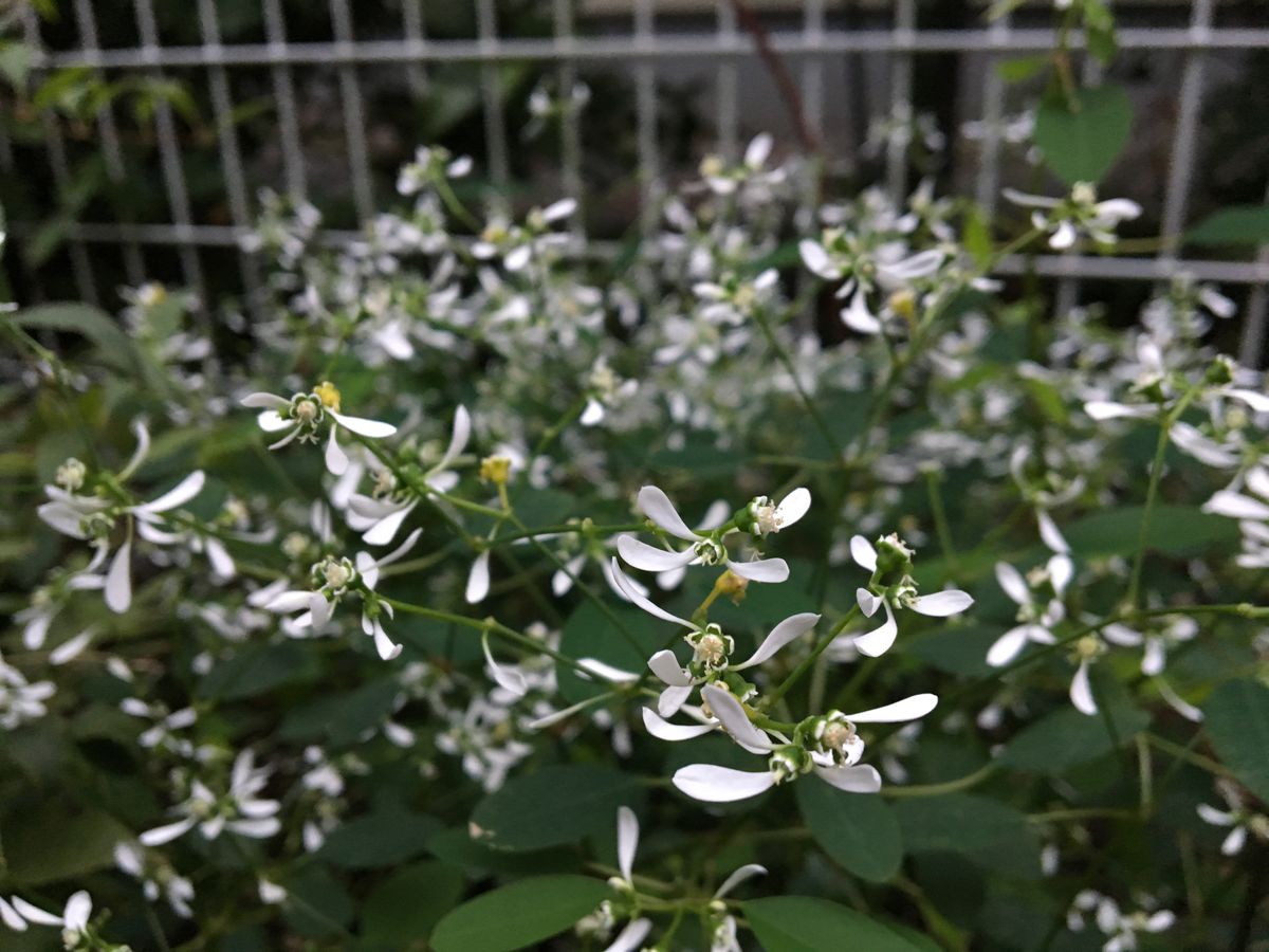 陽の当たらない花壇で頑張る花