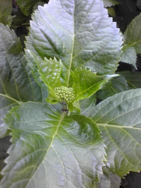 アジサイの花芽♪とパッションフラワー植え替え