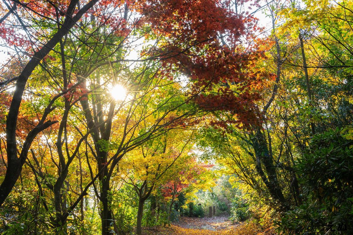 紅葉も終わり【赤系】