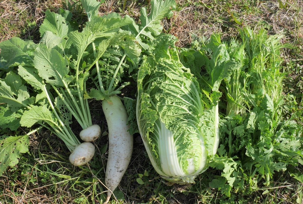 野菜の防寒対策