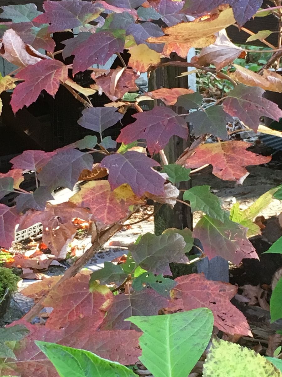 アジサイの紅葉