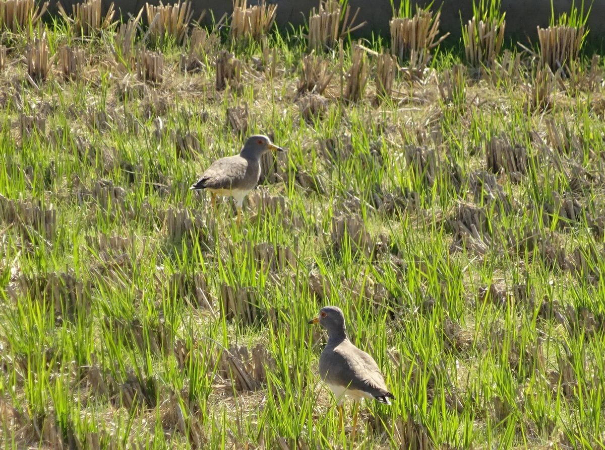 鳥日和