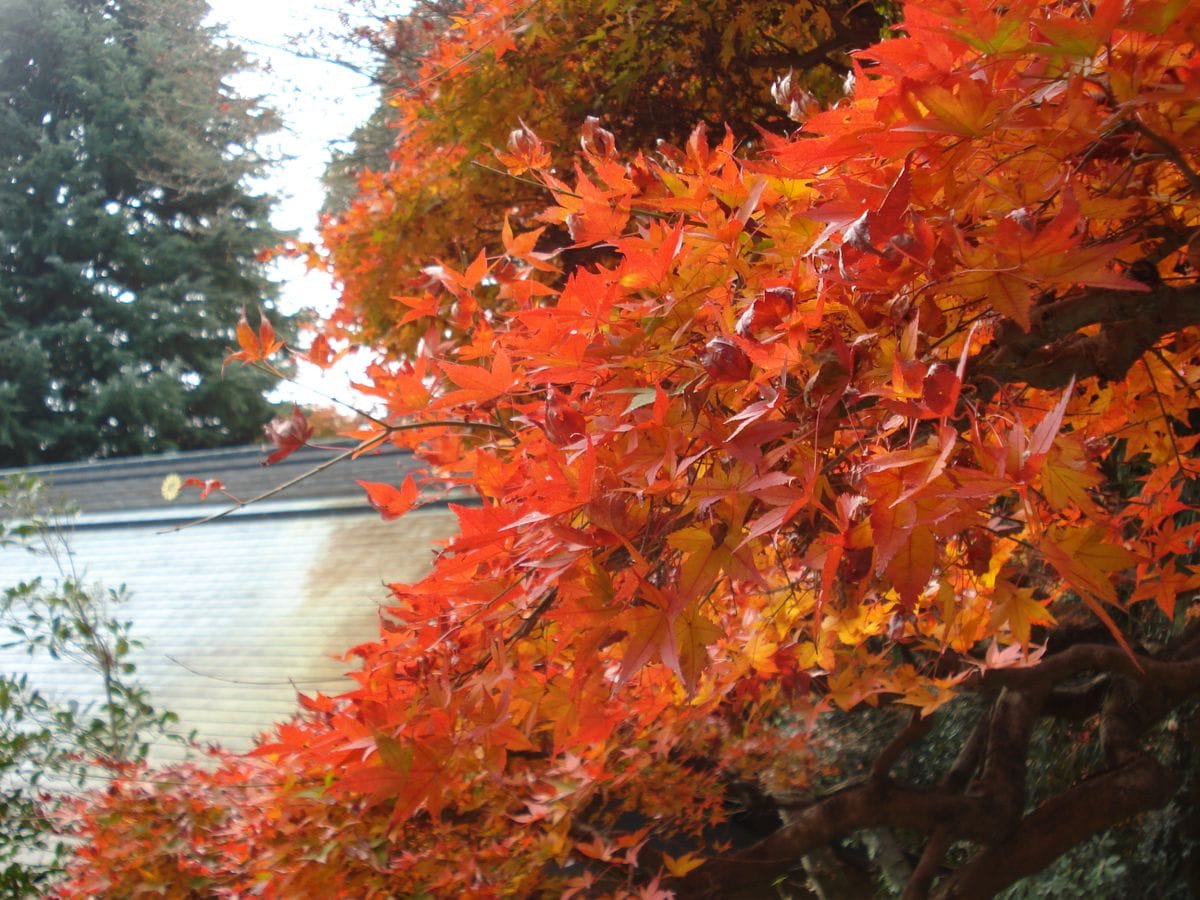 紅葉を探しに