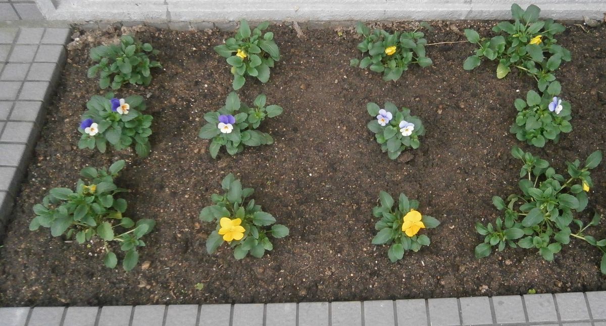 植え付けました