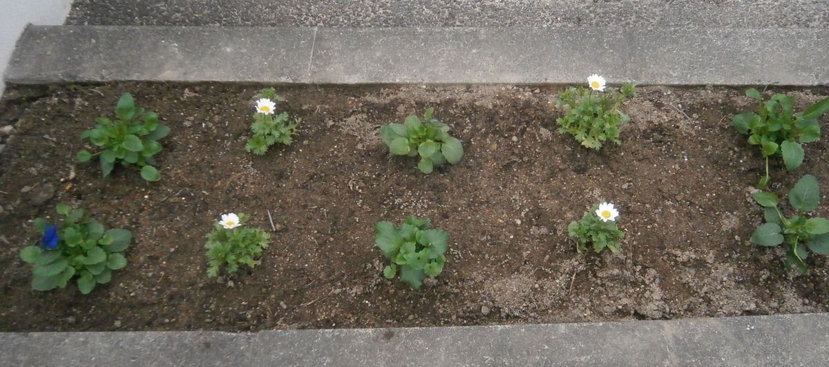 植え付けました