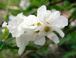 樹木の花、次々と・・