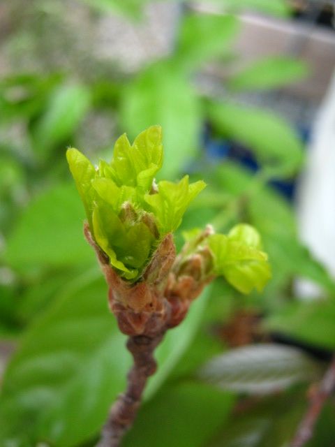 まだありますドングリの芽吹き