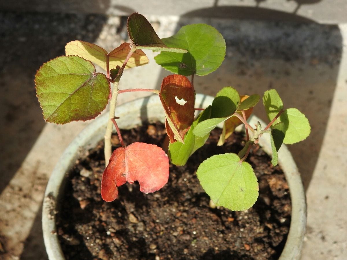 寒蘭花展にならって寄せ植えました。