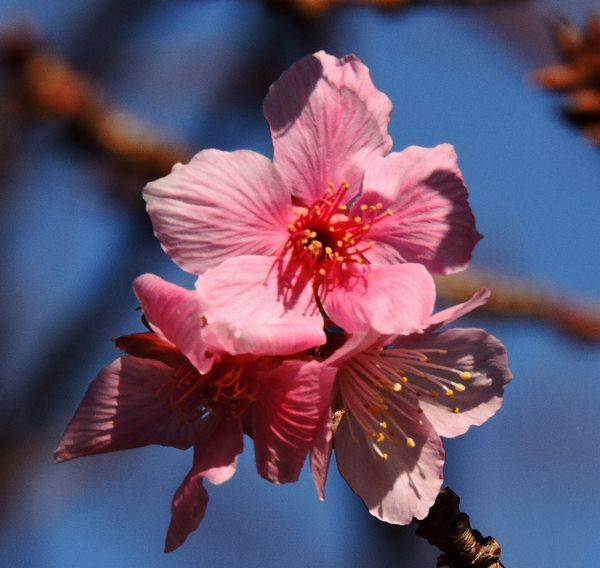 河津桜