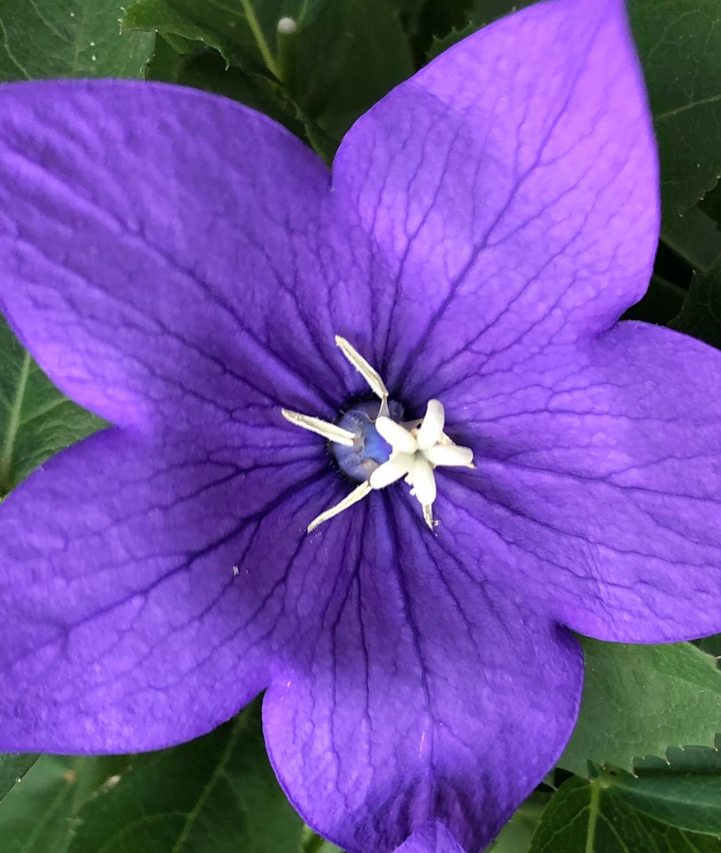 平成30年お気に入りの花達🌼