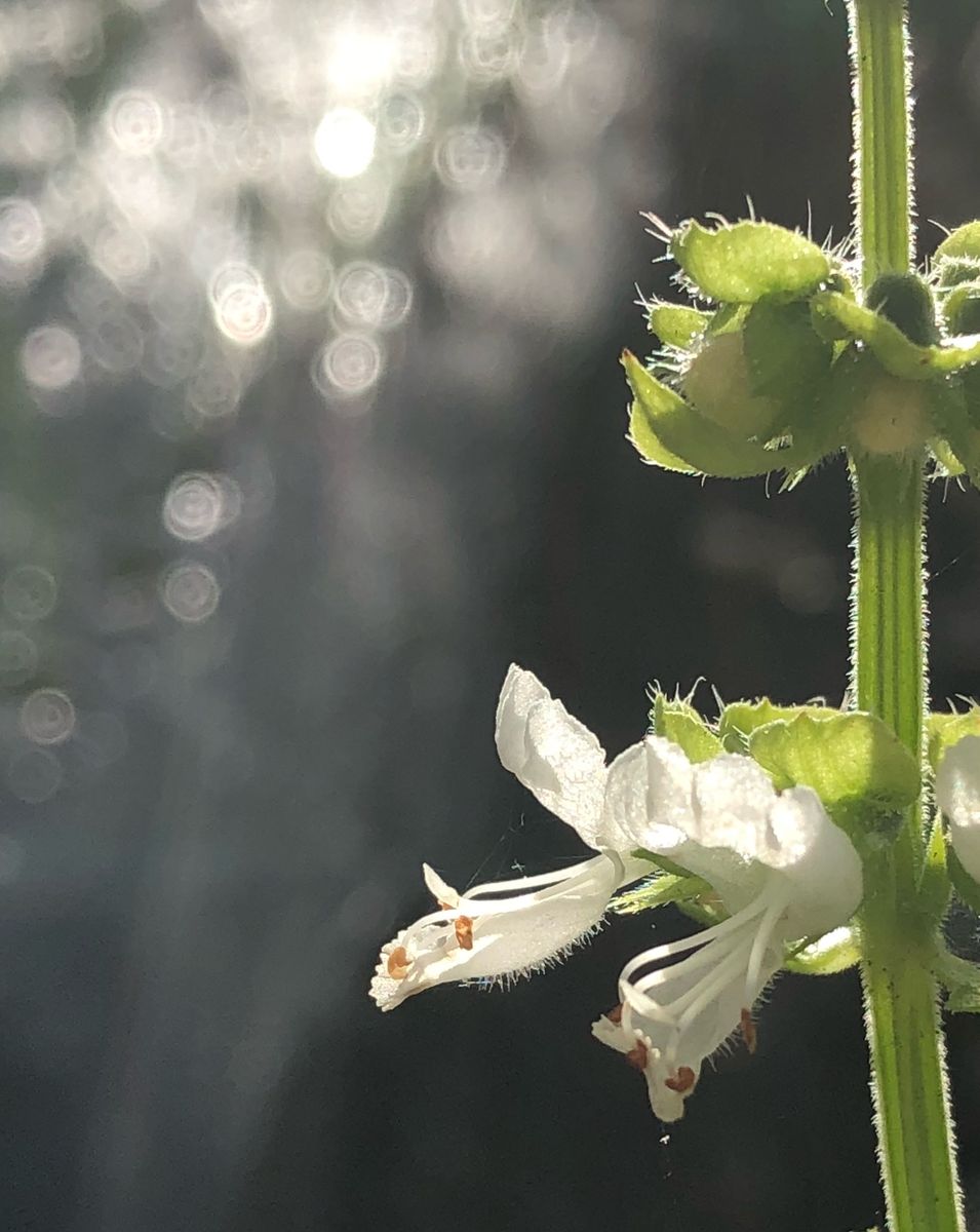 平成30年お気に入りの花達🌼