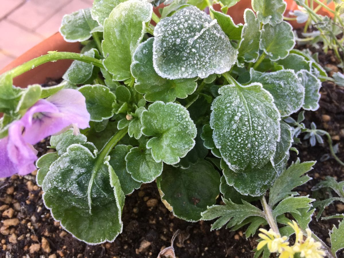 霜が降り、薄氷も〜