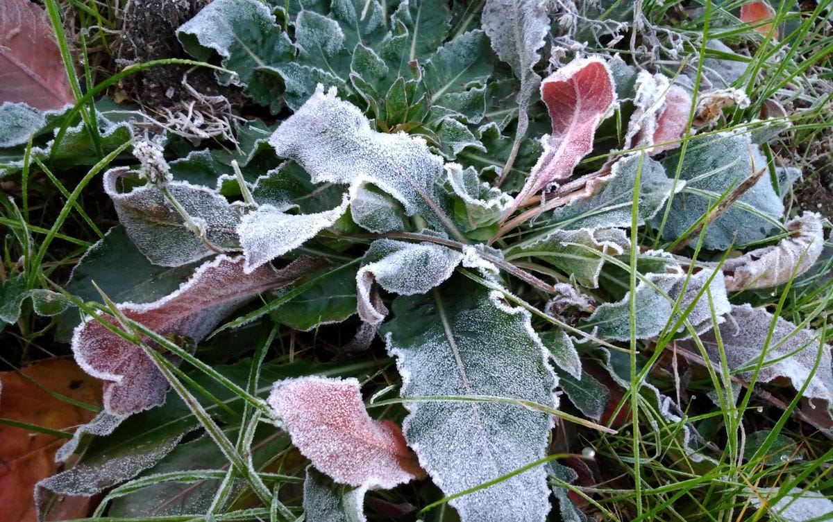 初霜❄