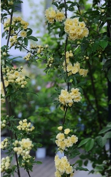 黄木香バラが見ごろに