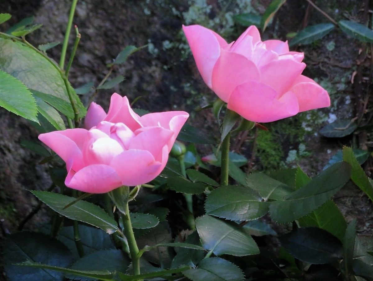 🌻今日の花たち🌻その31