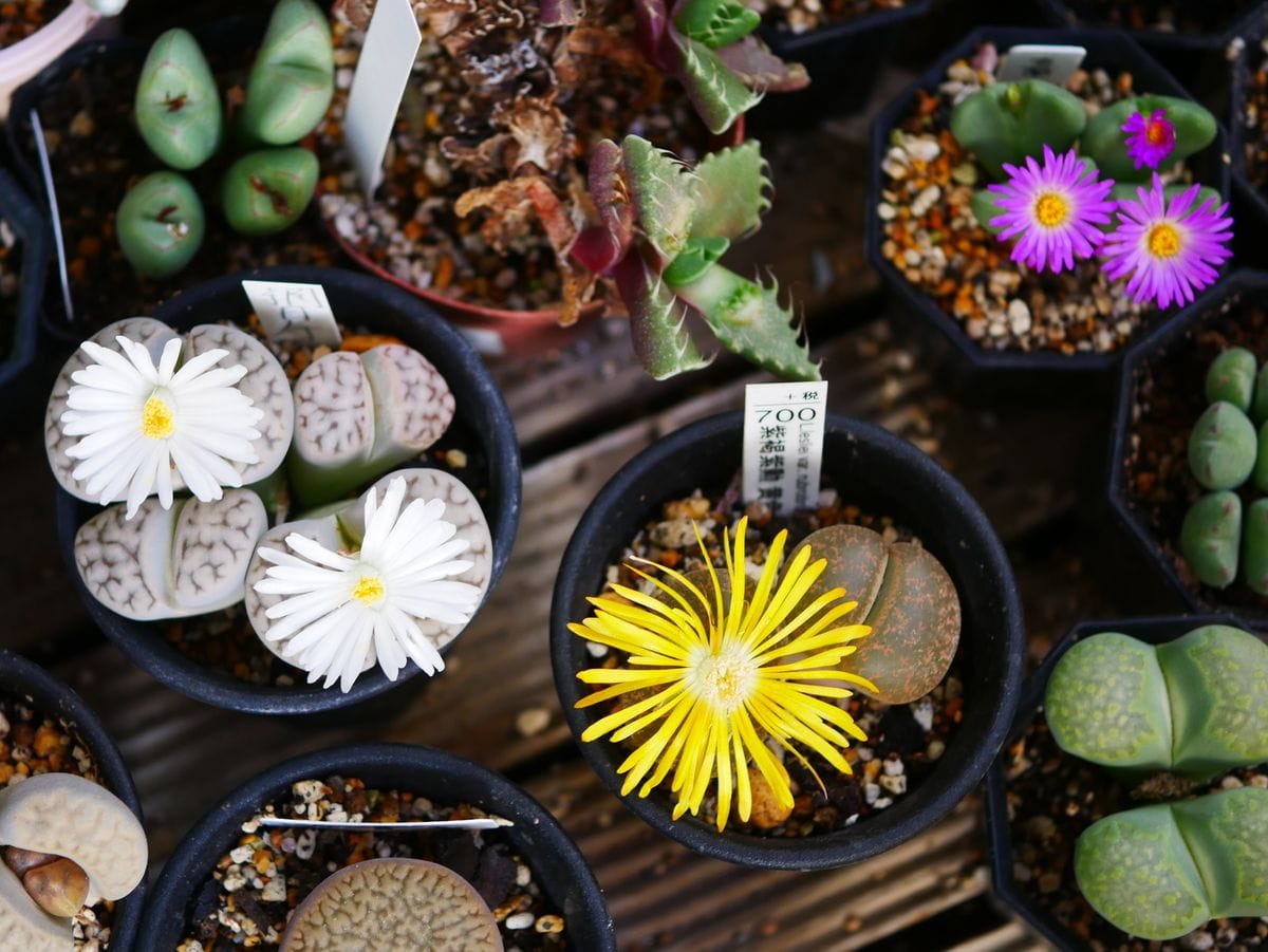 メセンの花　結構大きくなりました