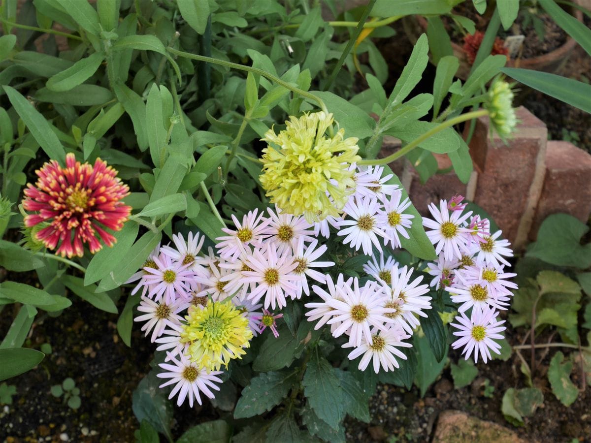 室内の花と戸外で頑張るお花さん達