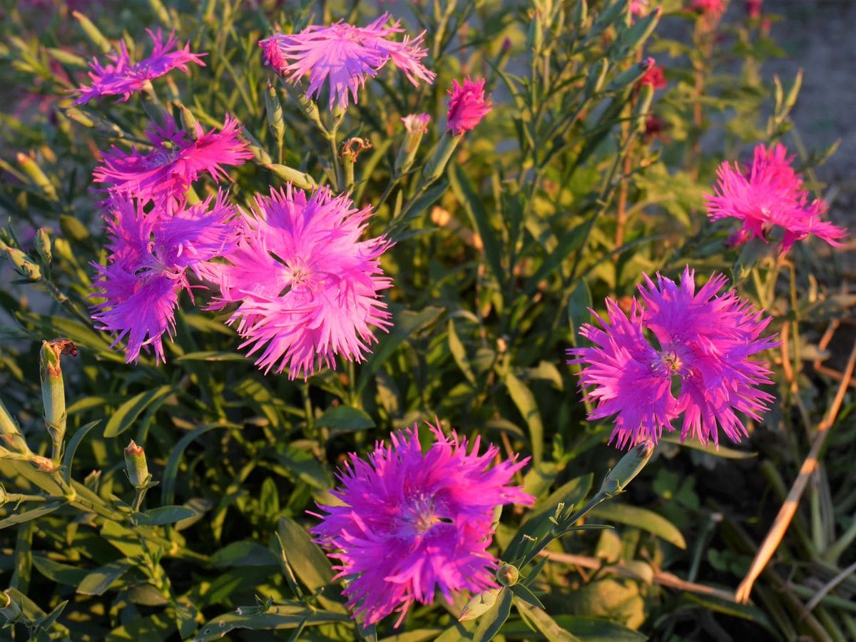 室内の花と戸外で頑張るお花さん達