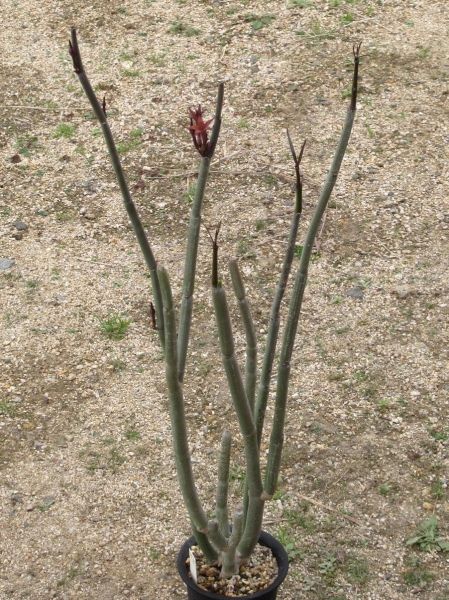 Ceropegia fusca