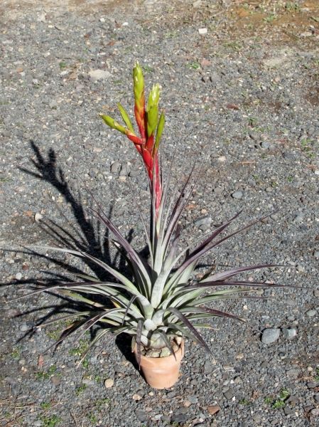 Tillandsia fasciculata