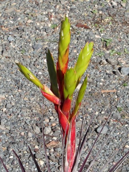 Tillandsia fasciculata