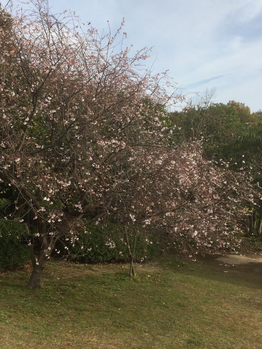 ミニオフ会と西宮市立北山緑化植物園