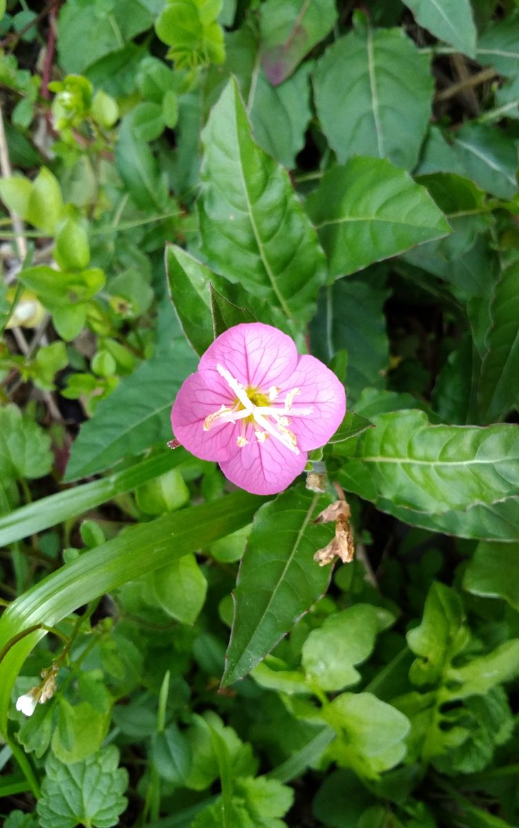 今日の草花