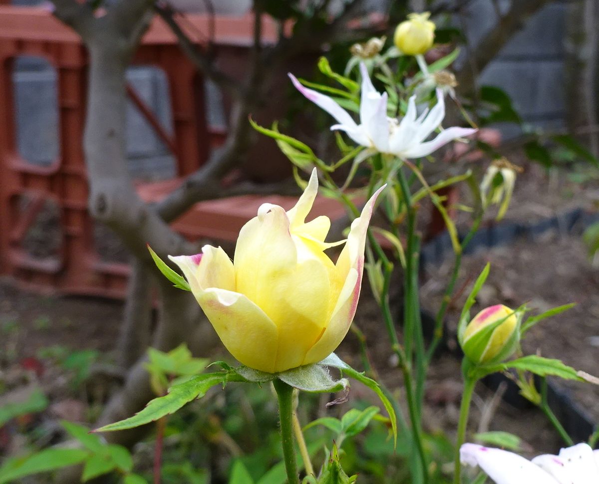 秘密の花園　読後