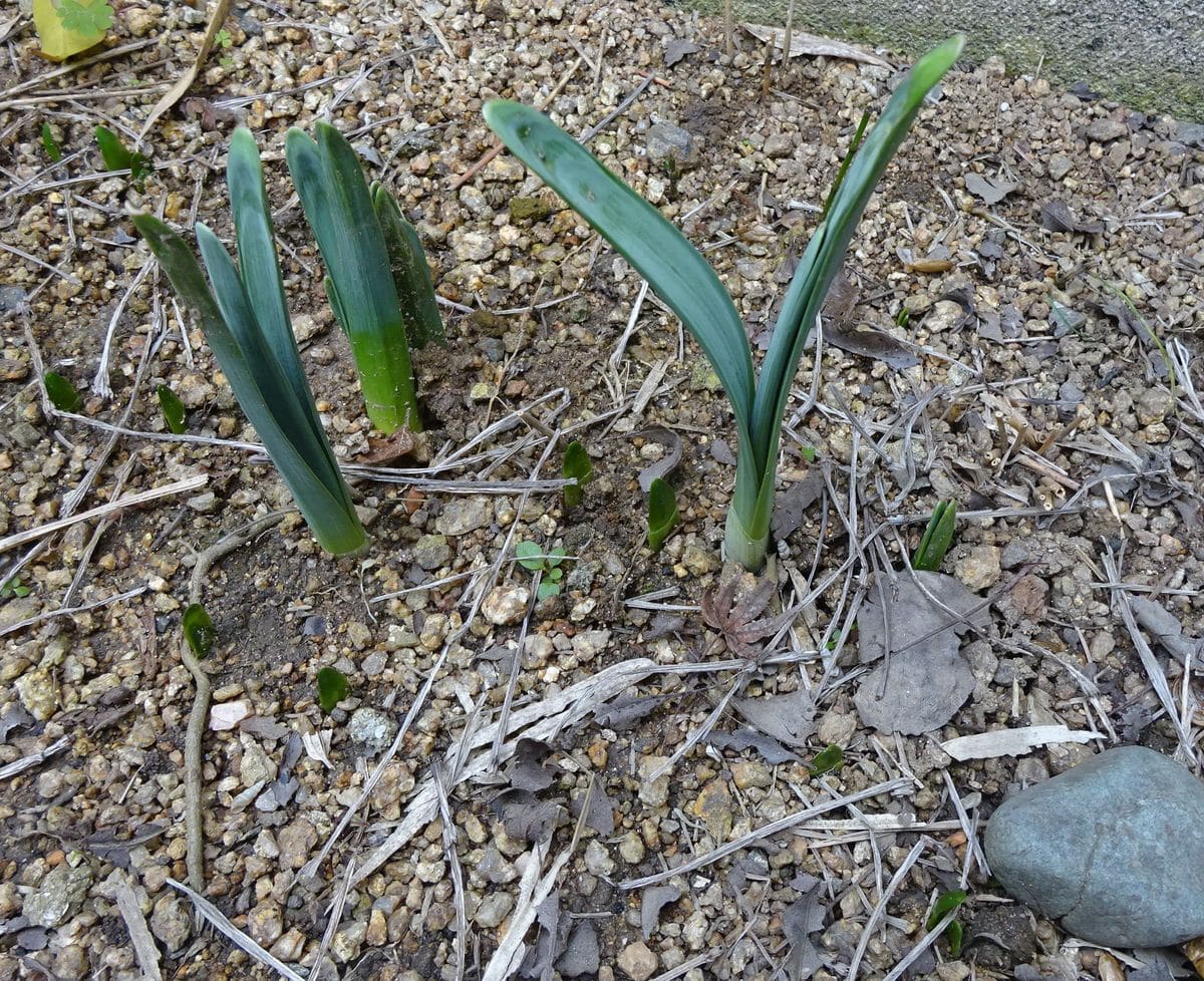 秘密の花園　読後