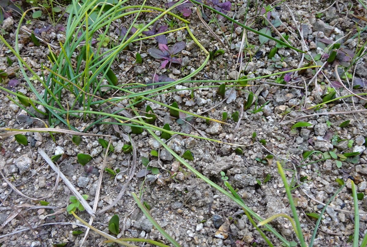 秘密の花園　読後