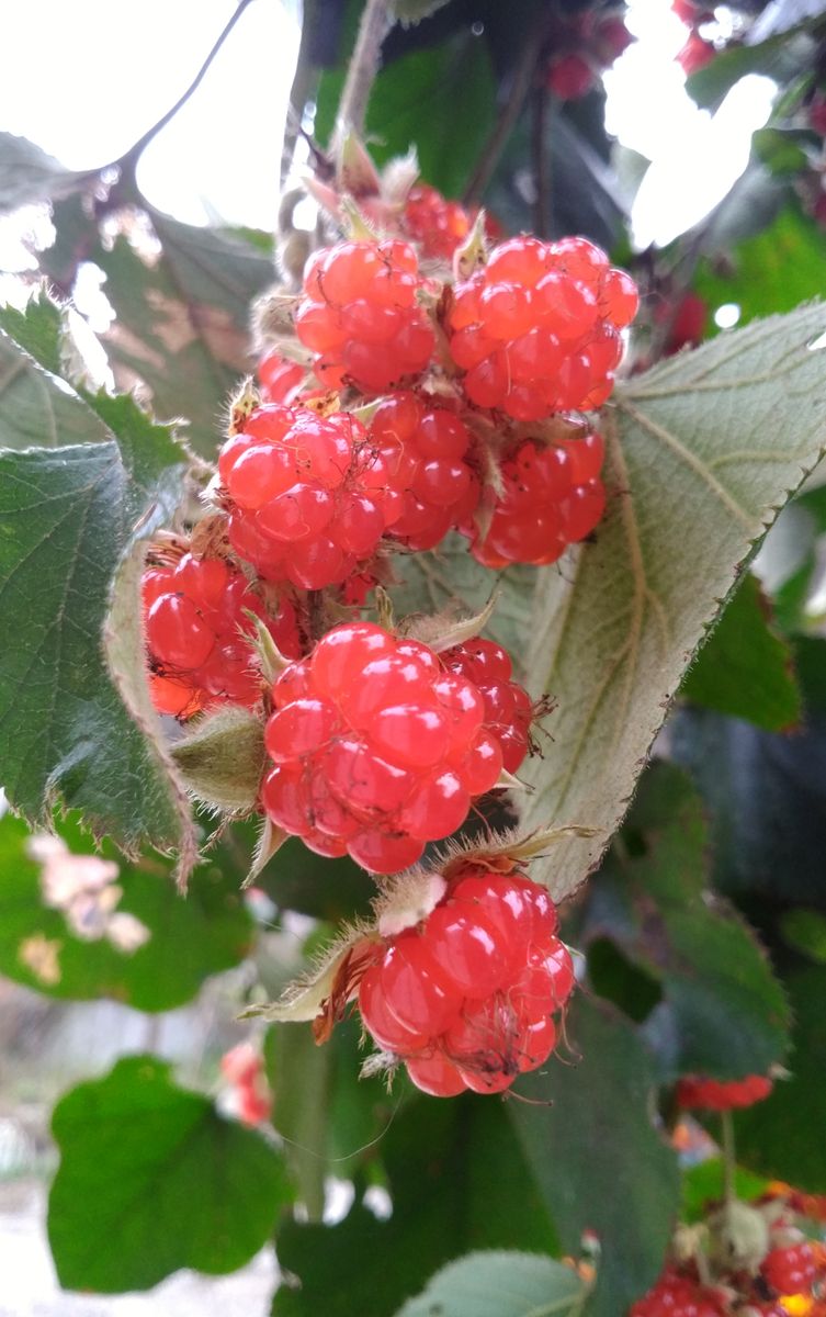 食べられる植物（雑草）