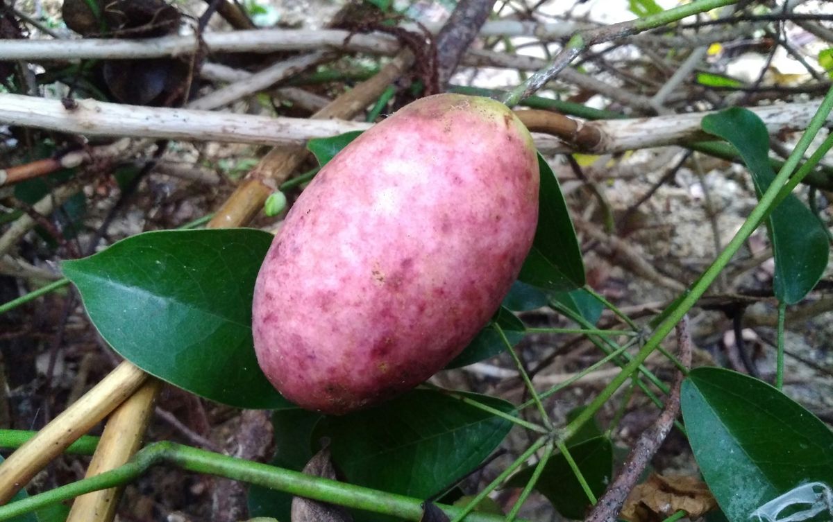 食べられる植物（雑草）