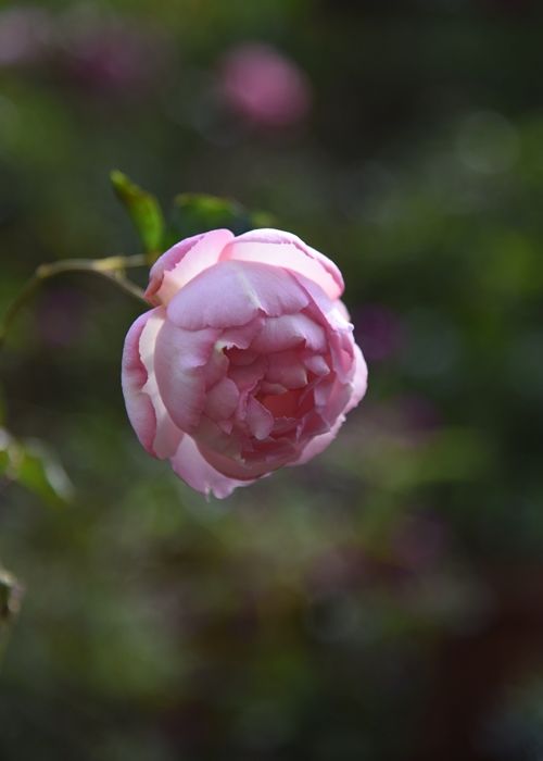 フレグランス・オブ・フレグランシズは香りの花