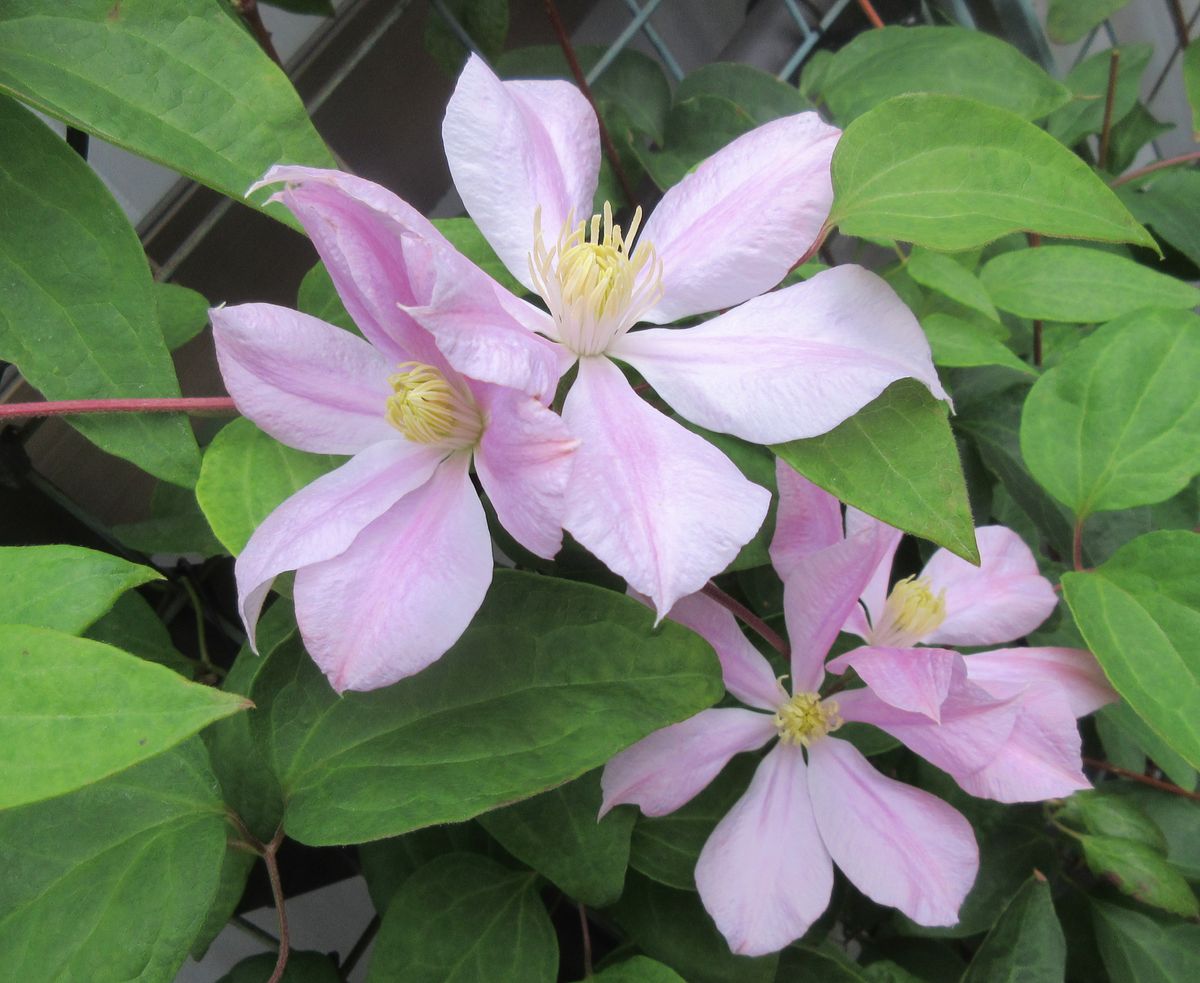 白妙の秋花がたくさん咲きそう