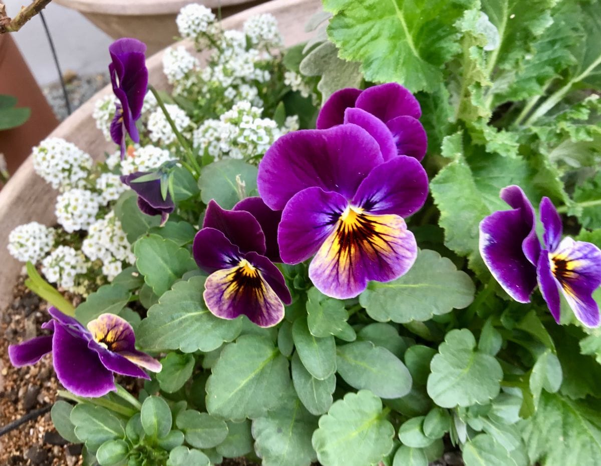 寄せ植えの花たち