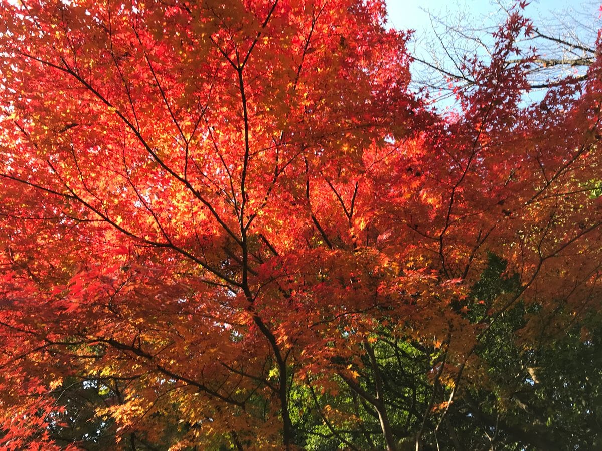 旧古河庭園の紅葉