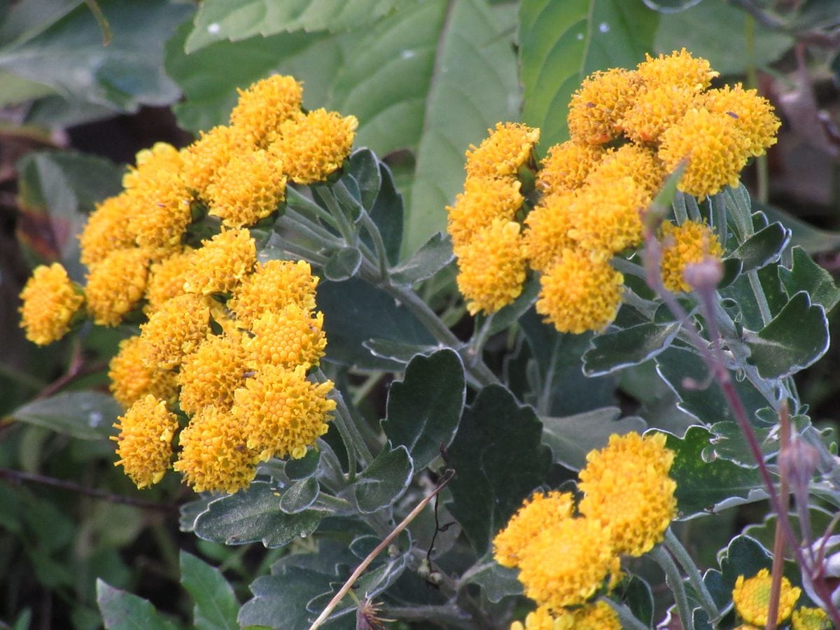 由愛(ゆめ)の花日記♪