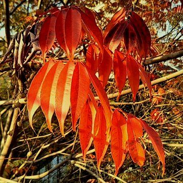 【紅葉】松戸市根本