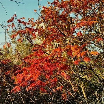 【紅葉】松戸市根本