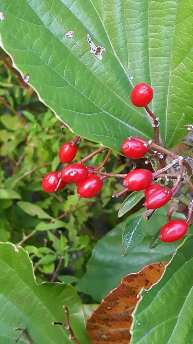 ふくおかルーバルガーデン2～初冬🍂の庭便り❗山並みが見えないほどの黄砂😠