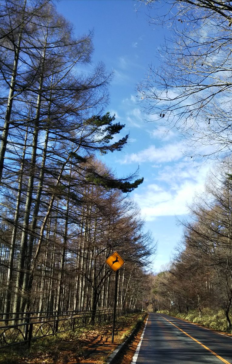 秋の八ヶ岳は美しくて。