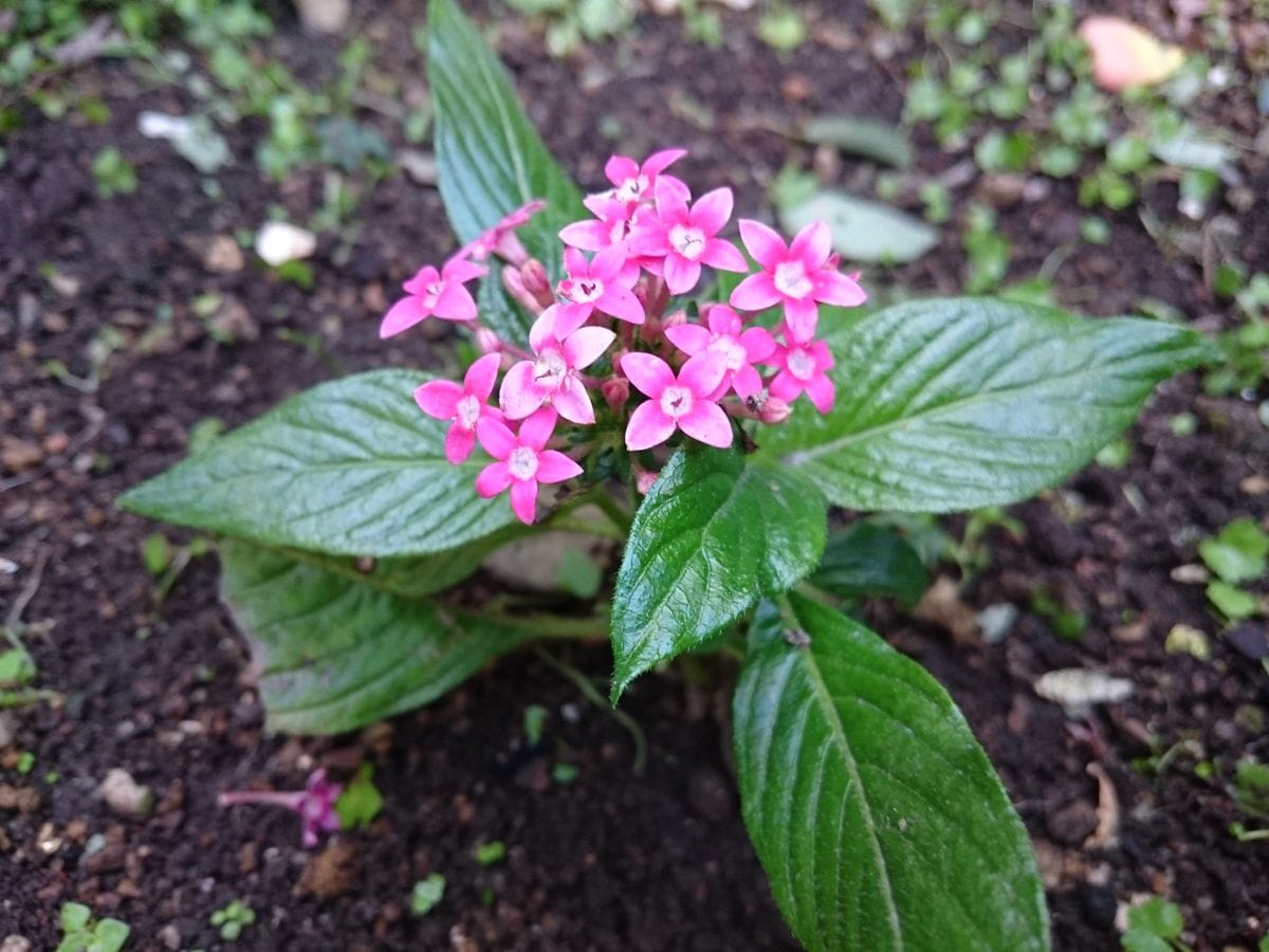 可愛いね  発見🌱