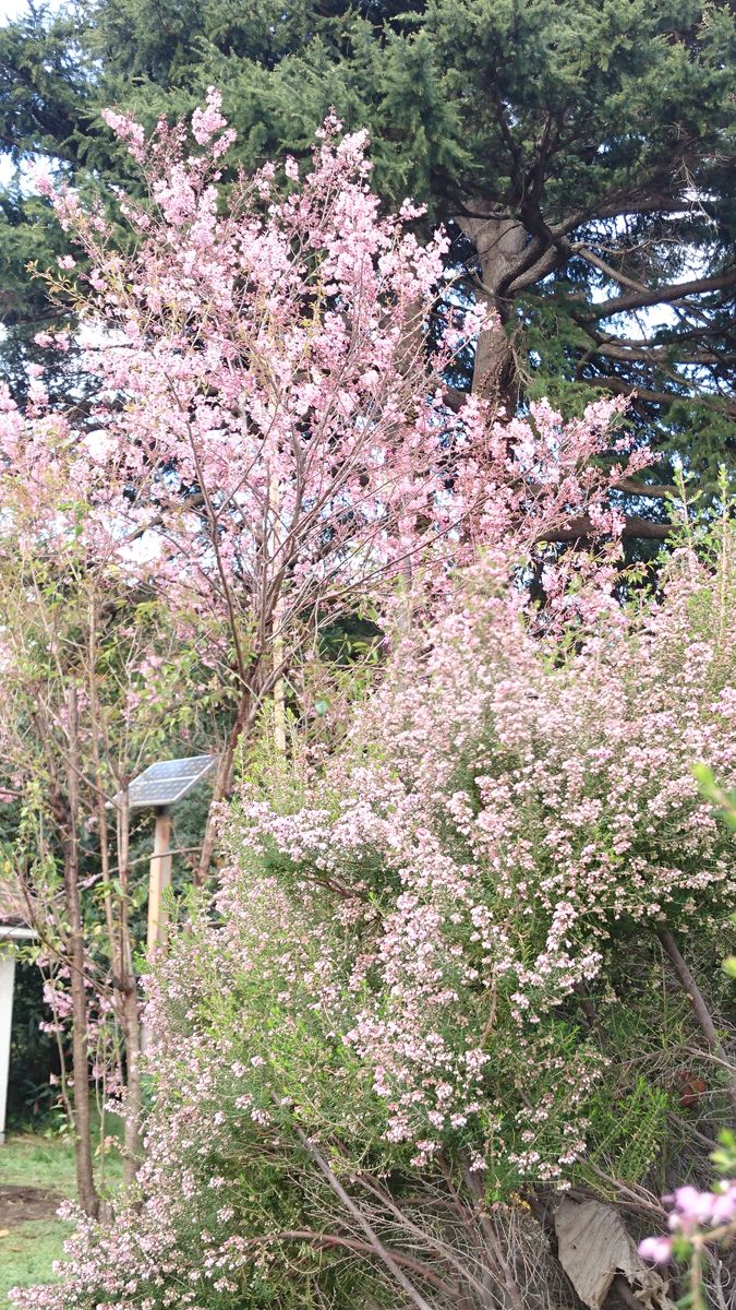 新宿御苑の花壇を監修しました ①